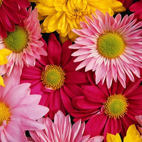 30 Biji / Benih Bibit Bunga Krisan Mix Color