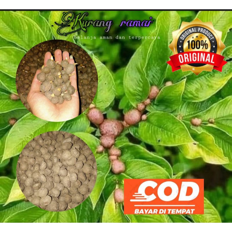 bibit katak porang mini tunas