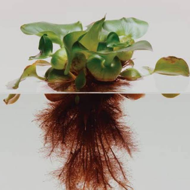 Tanaman Air Eceng Gondok / Tanaman Air / Eceng Gondok ..