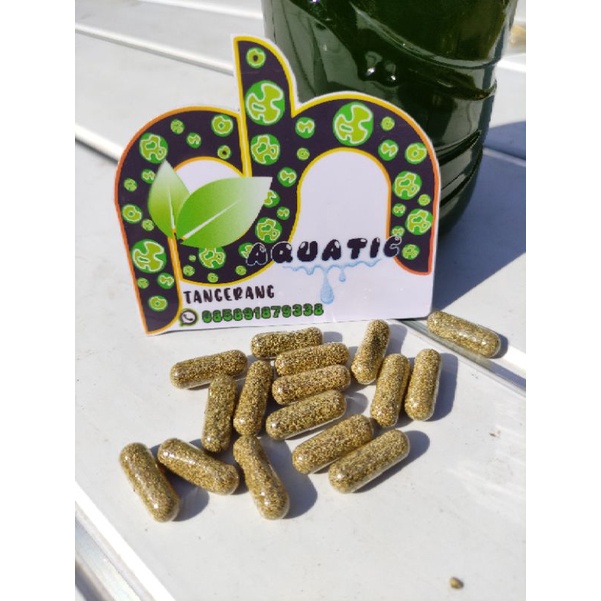 telur kutu air moina macrocopa