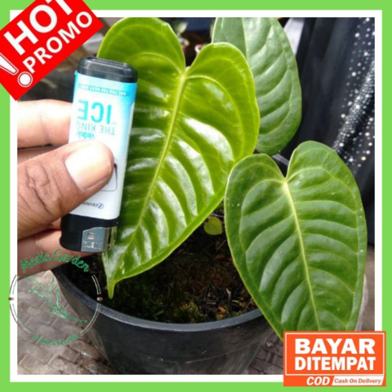 [Nego] Anthurium Veitchii King Original Split Bonggol