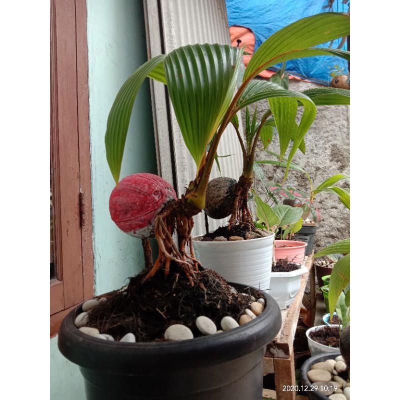 Bonsai Kelapa Gading