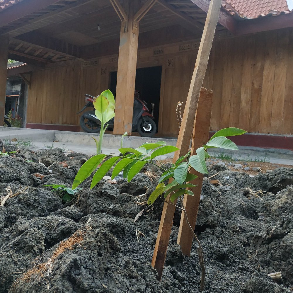 Tanaman Kelengkeng Diamon Unggul/kelengkeng Diamon Super