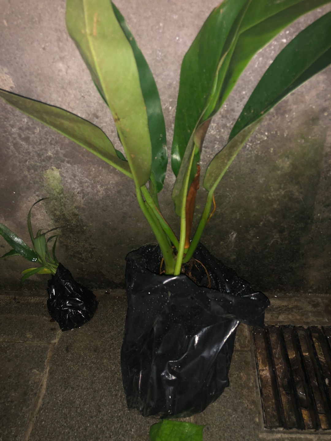 Philodendron Litle Phil Philodendron Karet Pilo Daun Lebar