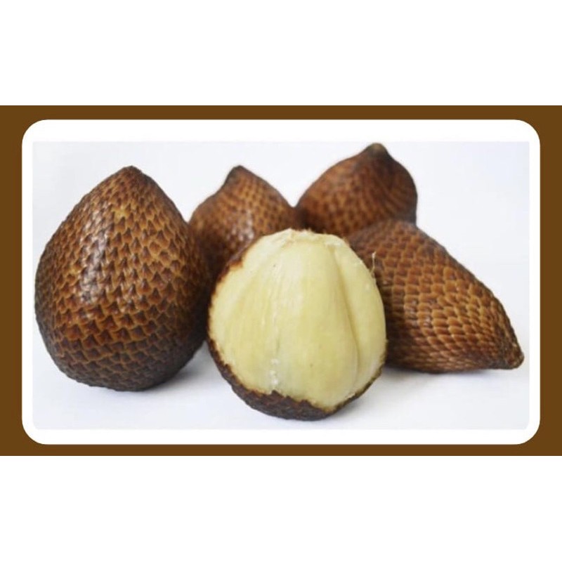 

SALAK PONDOH JUMBO MANIS PER 500 GRAM Rp 9000