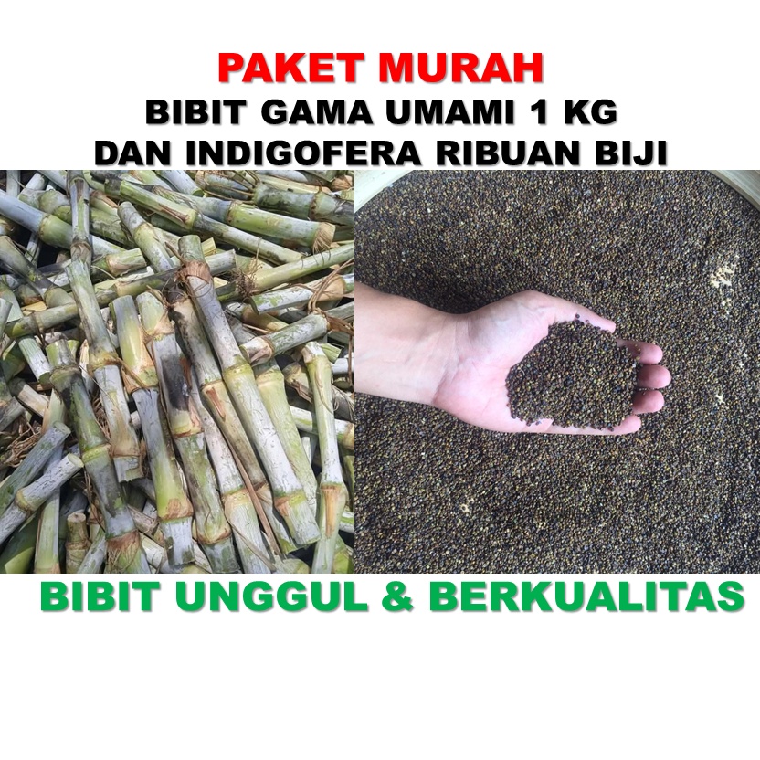 Bibit rumput gama umami 1 kg dan indigofera ribuan biji