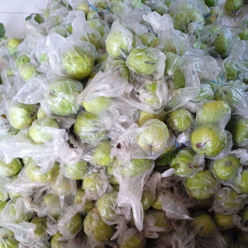 

nota live jambu kristal 10k