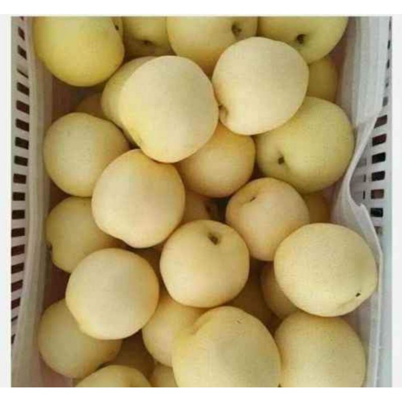 

BUAH PIR MADU SEGAR