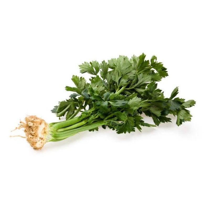 

DAUN SELEDRI PERIKAT
