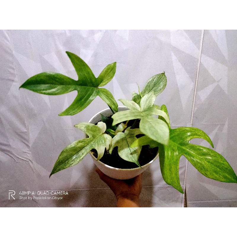 philodenron Florida Ghost mint Indukan besar