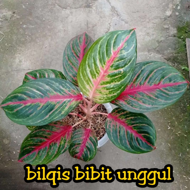 bunga aglonema red borju_bunga aglonema red borju super
