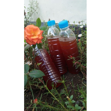 Pupuk Organik Cair (POC)  / Enzim Mol