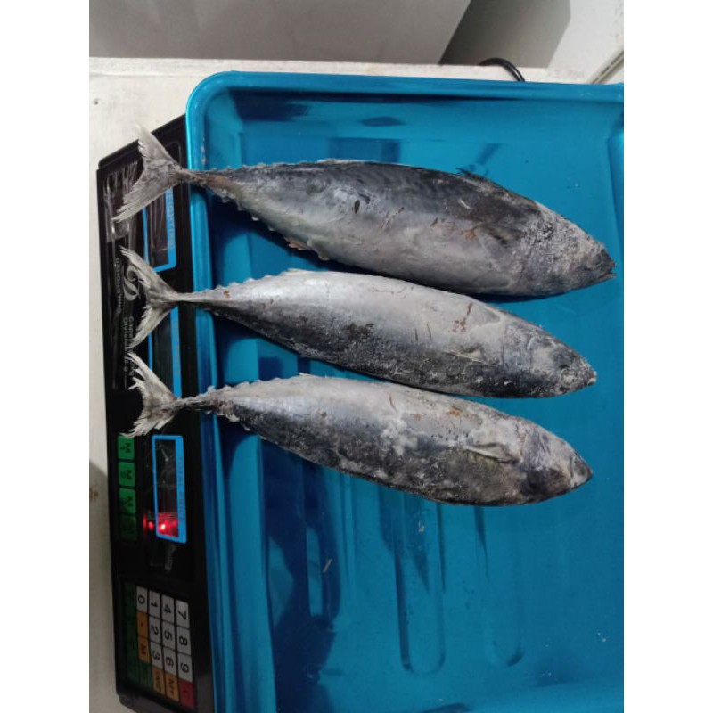 

ikan tongkol