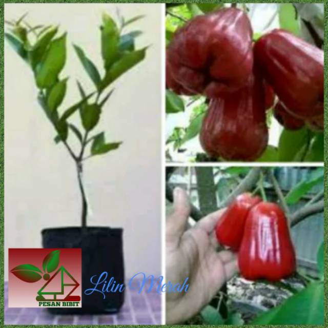 BIBIT JAMBU AIR LILIN MERAH