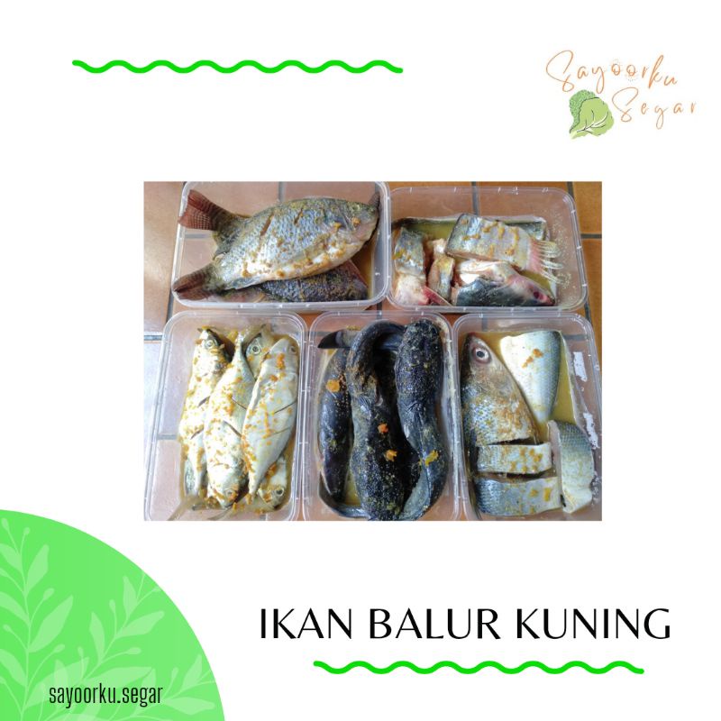 

KIRIM BESOK Ikan bumbu siap goreng / belut dan ikan balur kuning / ikan bumbu / belut bumbu homemade