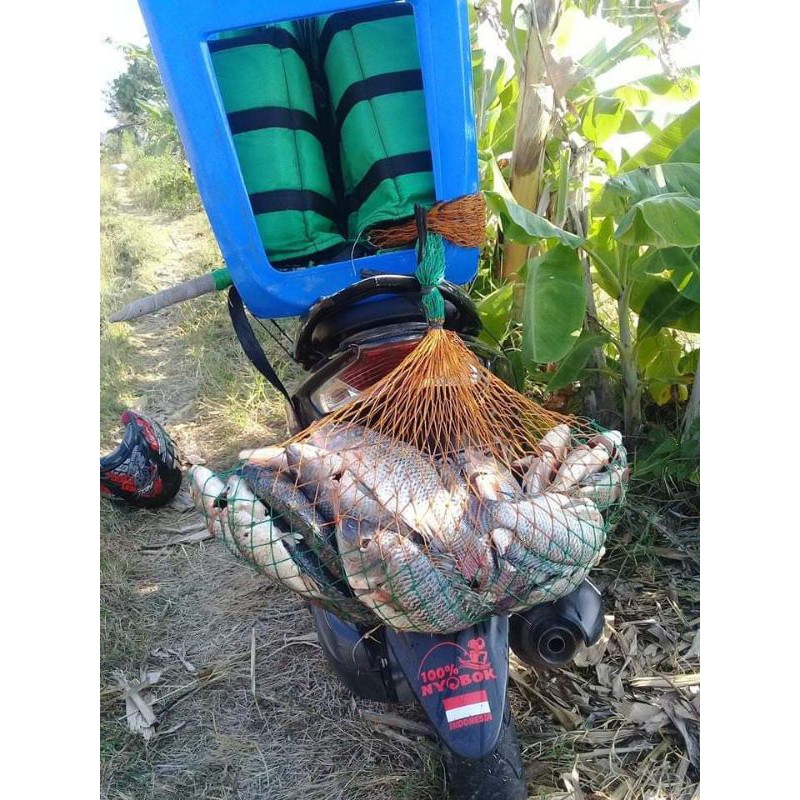 essen JDSP media lumut buat nila