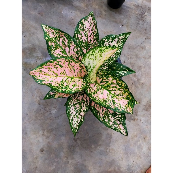 aglonema ruby dinamit