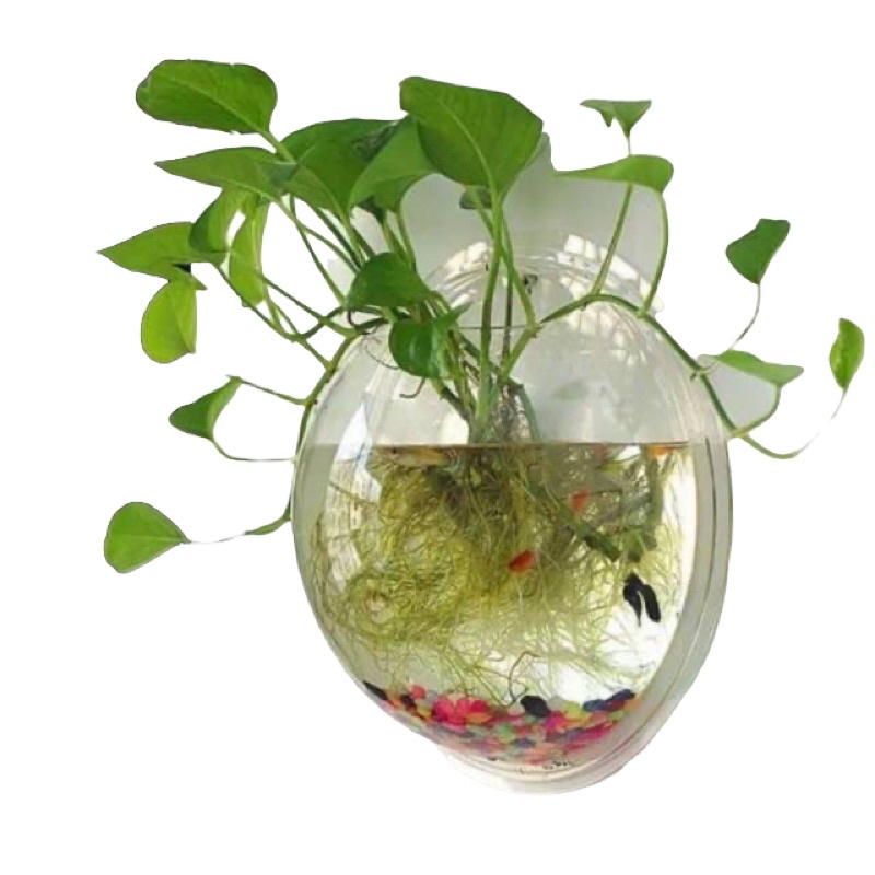 Aquarium dinging - Aquarium tempel dinding