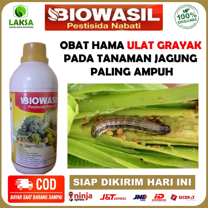 Pestisida Biowasil 500 Ml Obat Pembasmi Ulat Grayak Jagung Paling Ampuh - Obat Hama Jagung Paling Am