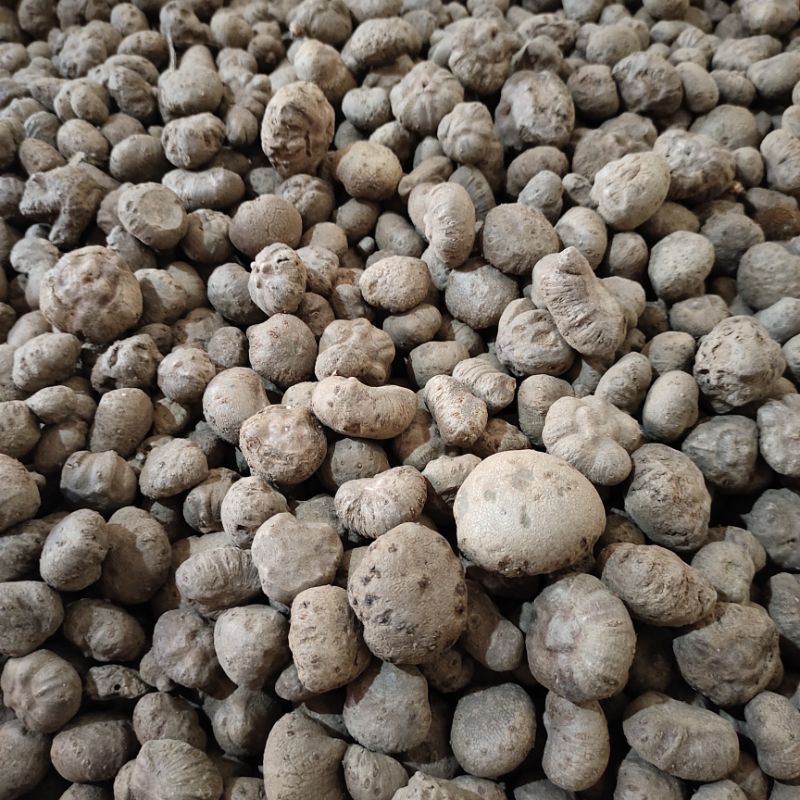 Benih Katak Porang super 1kg isi 25-100