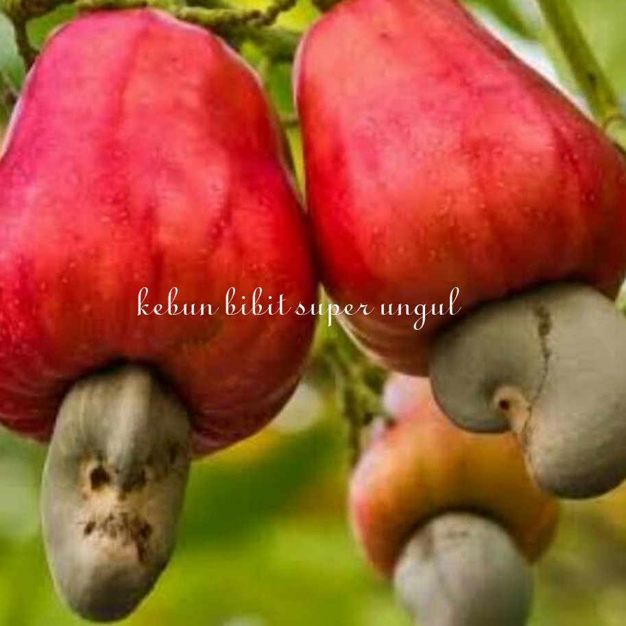 BIBIT POHON JAMBU METE MONYET