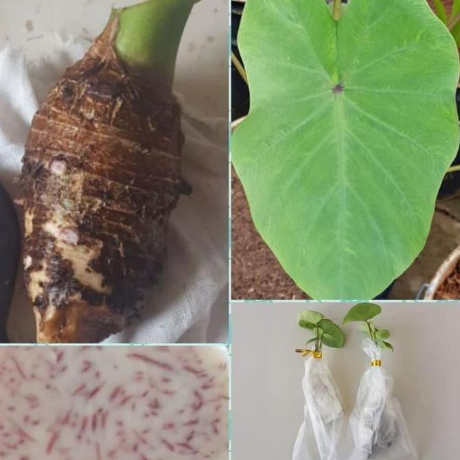 KW A BIBIT TANAMAN TALAS SATOIMO JEPANG IN0V