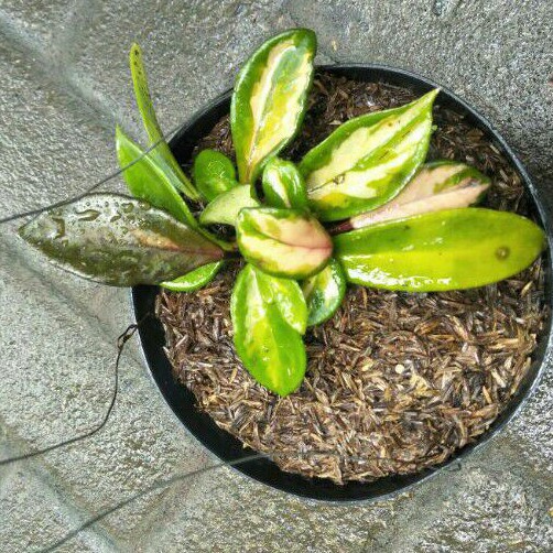 Hoya Carnosa Tricolour