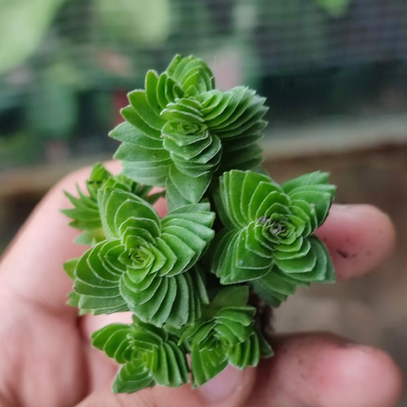 Sukulen Crassula estagnol cluster spiral