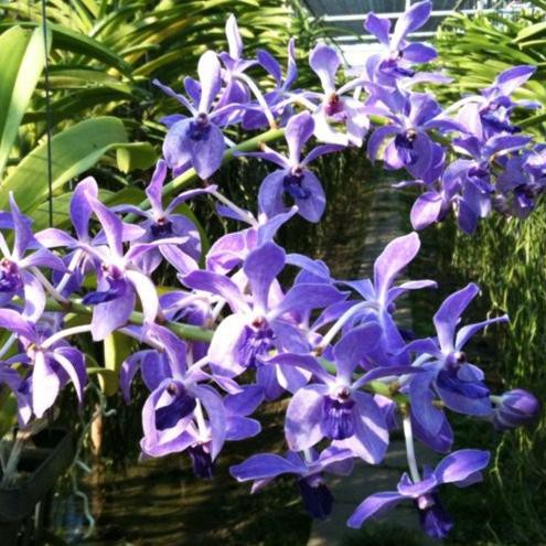Rhynchostylis Gigantea "Blue" DEWASA