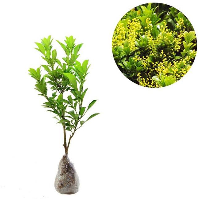 TerkN1 Tanaman Bibit Daun Pacar Cina / Kemuning Cina / Culan