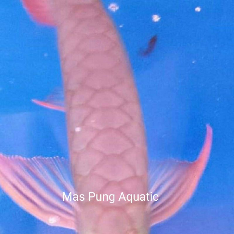 arowana super red spesial ITL