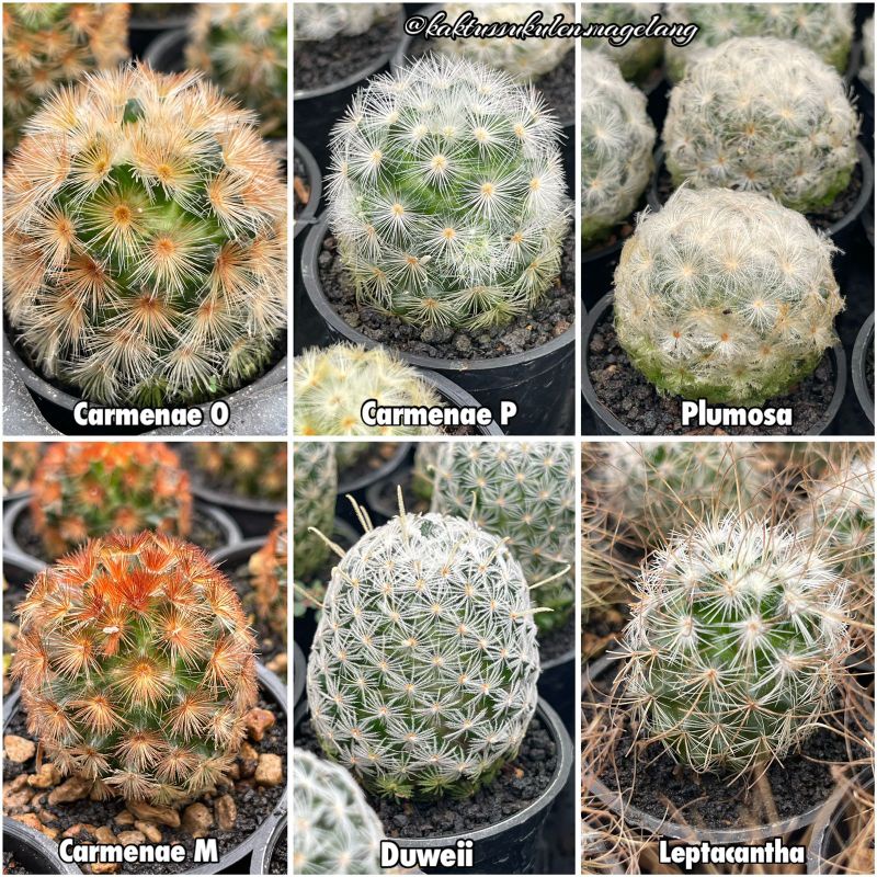 Kaktus Mammillaria Premium