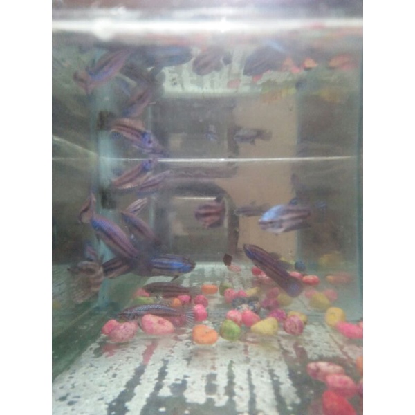 cupang wild betta  mahachai blue dan green usia 3.bln