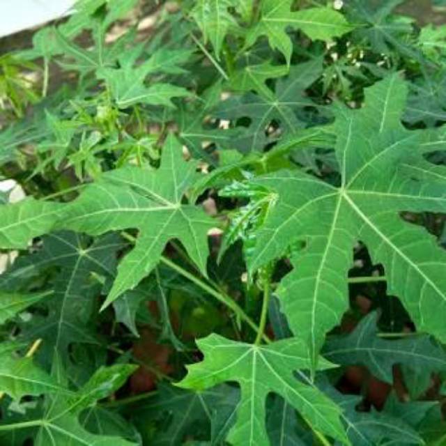 

Daun Pepaya Jepang
