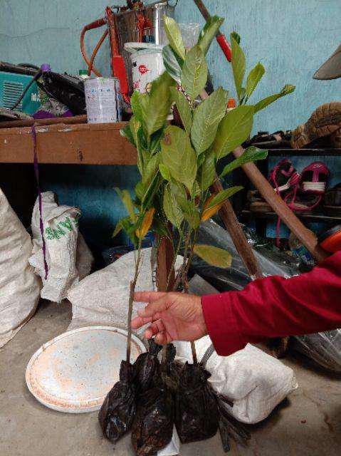 Bibit Nangka Madu Unggul