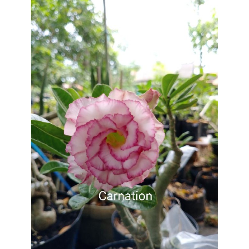 Adenium kamboja bunga tumpuk id carnation