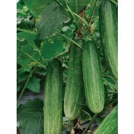 Biji Benih Timun Misano F1 Ketimun Mentimun