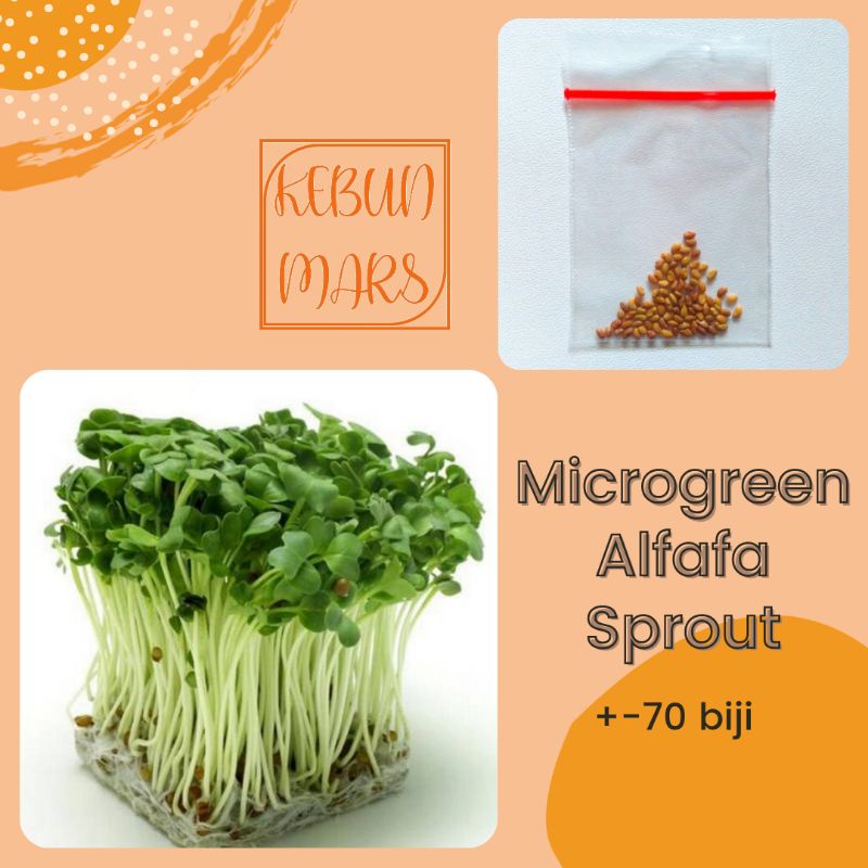 Benih Microgreen Alfafa Sprout