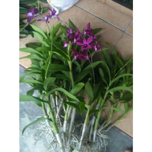 anggrek Dendrobium bantimurung