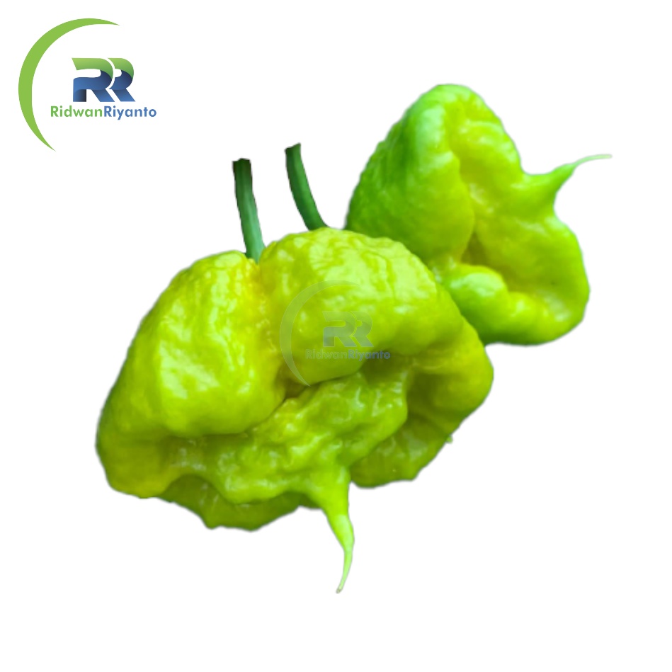 BUAH Cabe CAROLINA REAPER MUSTARD Cabai Terpedas Nomor 1 di Dunia Versi Guinness World Record