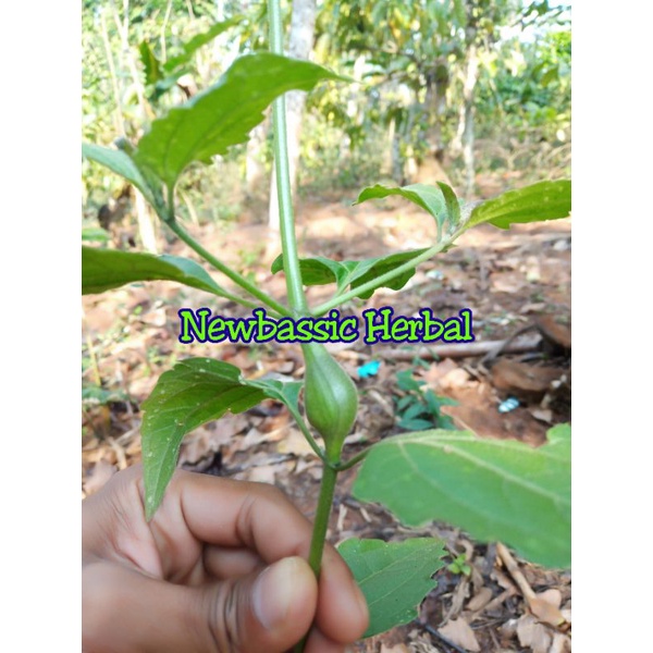 pohon kirinyuh kembung tanaman langka