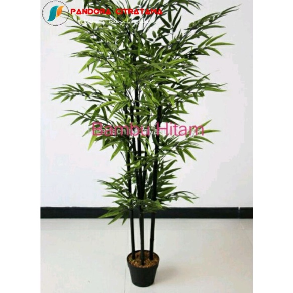 Tanaman hias bambu hitam / bambu wulung 40cm