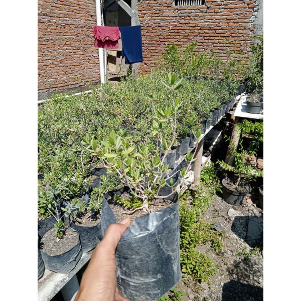 bahan bonsai santigi mawar super/dari semai biji 35k