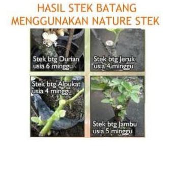 NATURE STEK PENUMBUH AKAR STEK BATANG