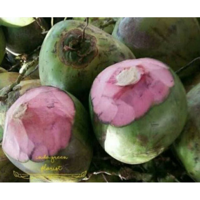 bibit kelapa Wulung asli genjah