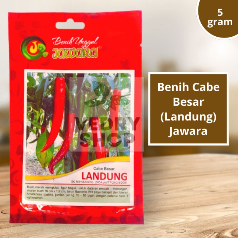 Benih Bibit Cabe Besar Landung Jawara