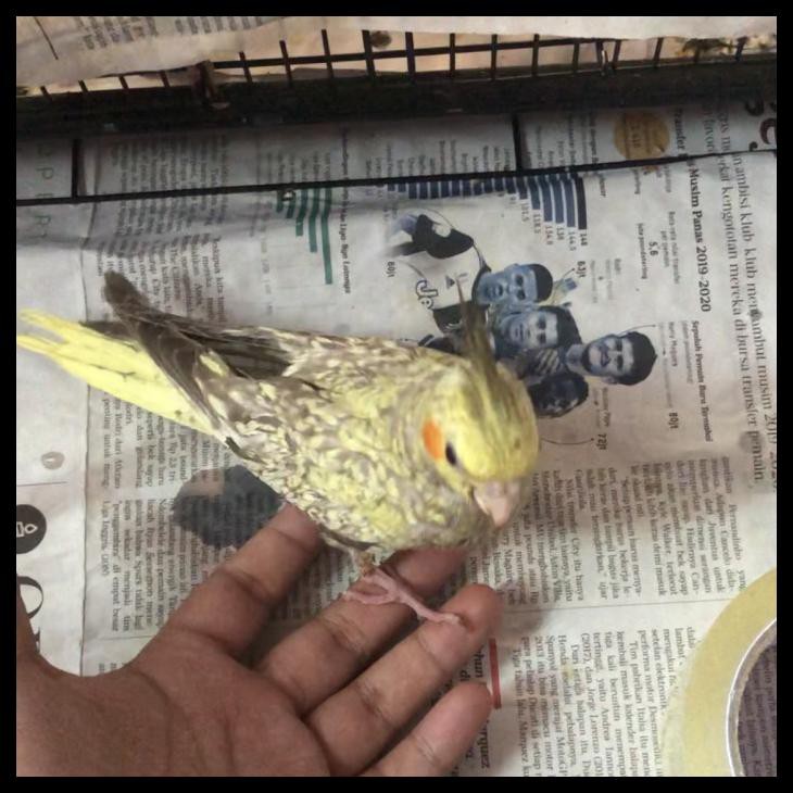 Indh Falk Cockatiel Parkit Australia Jinak Total Cocok Untuk Anak Anak Terjamin Kode 628