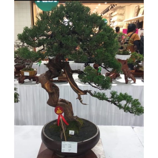 bahan cemara sinensis prospek