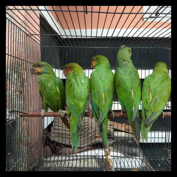 Terpercaya Burung Betet Sumatra Limited Edition Shopee Indonesia