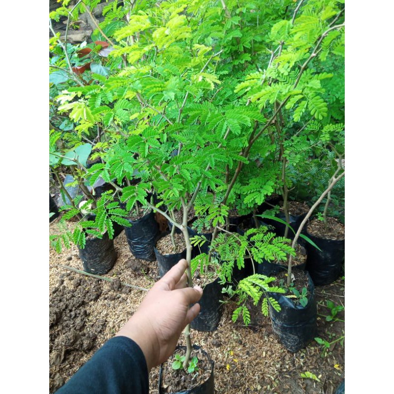 bibit brazilian rain tree